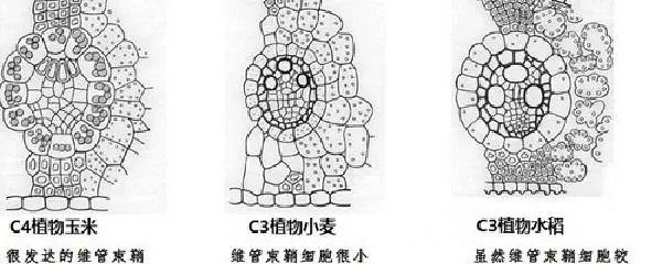 参加杯赛期间如何合理安排饮食和休息_0